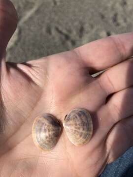 Image of Pacific false-bean clam