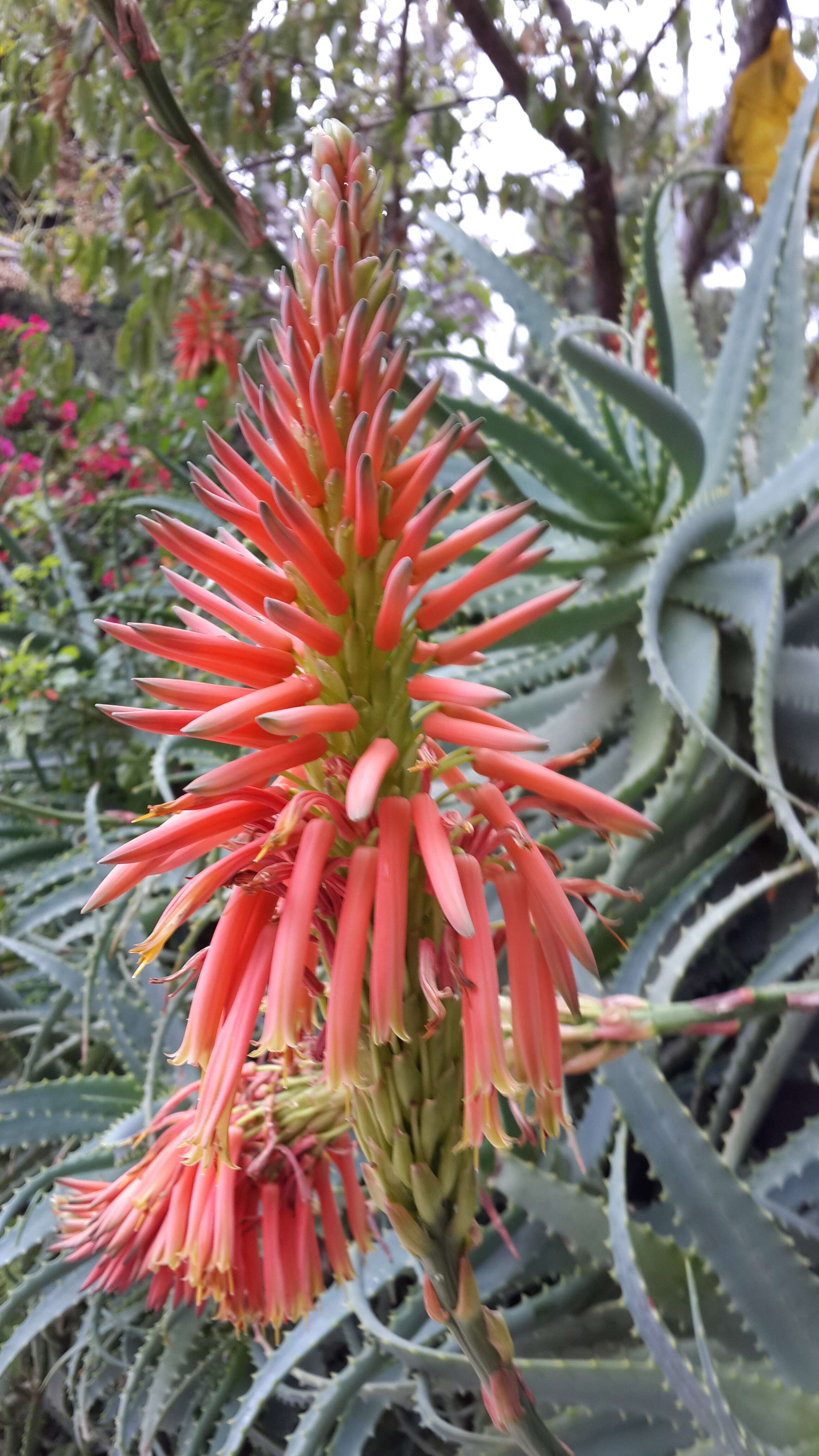 Image of candelabra aloe