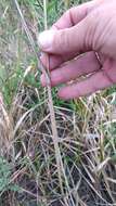 Image of Creeping Foxtail