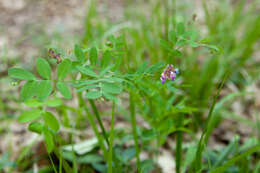 Imagem de Lathyrus niger (L.) Bernh.