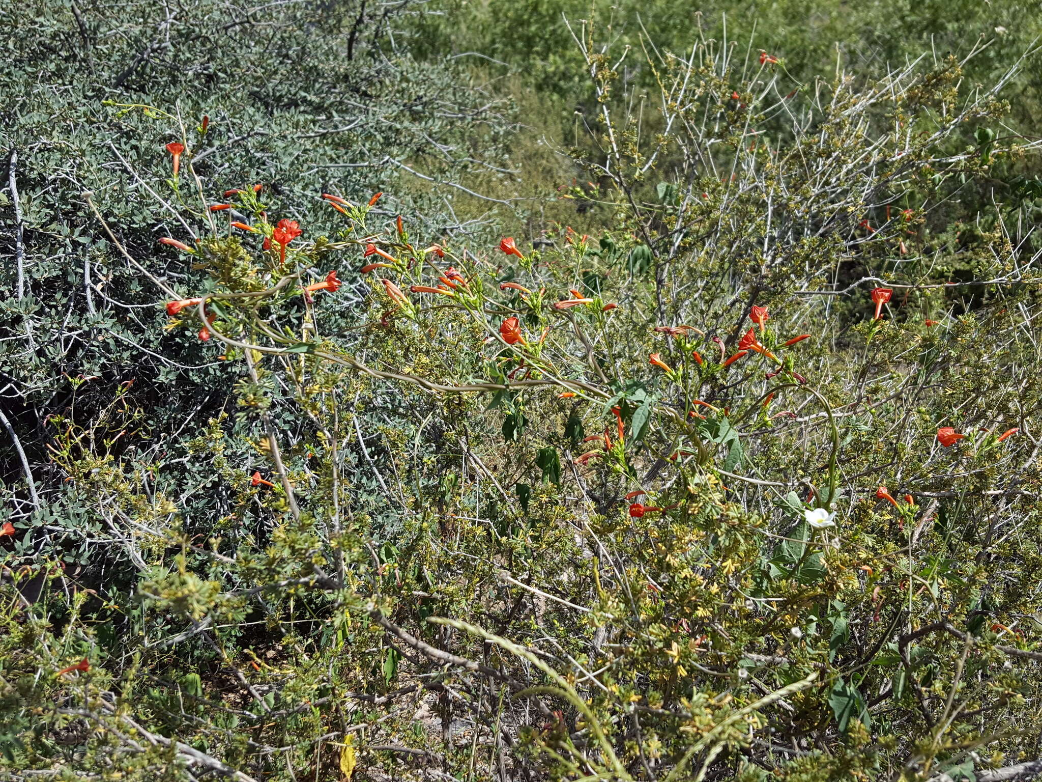 Слика од Ipomoea cristulata Hall. fil.