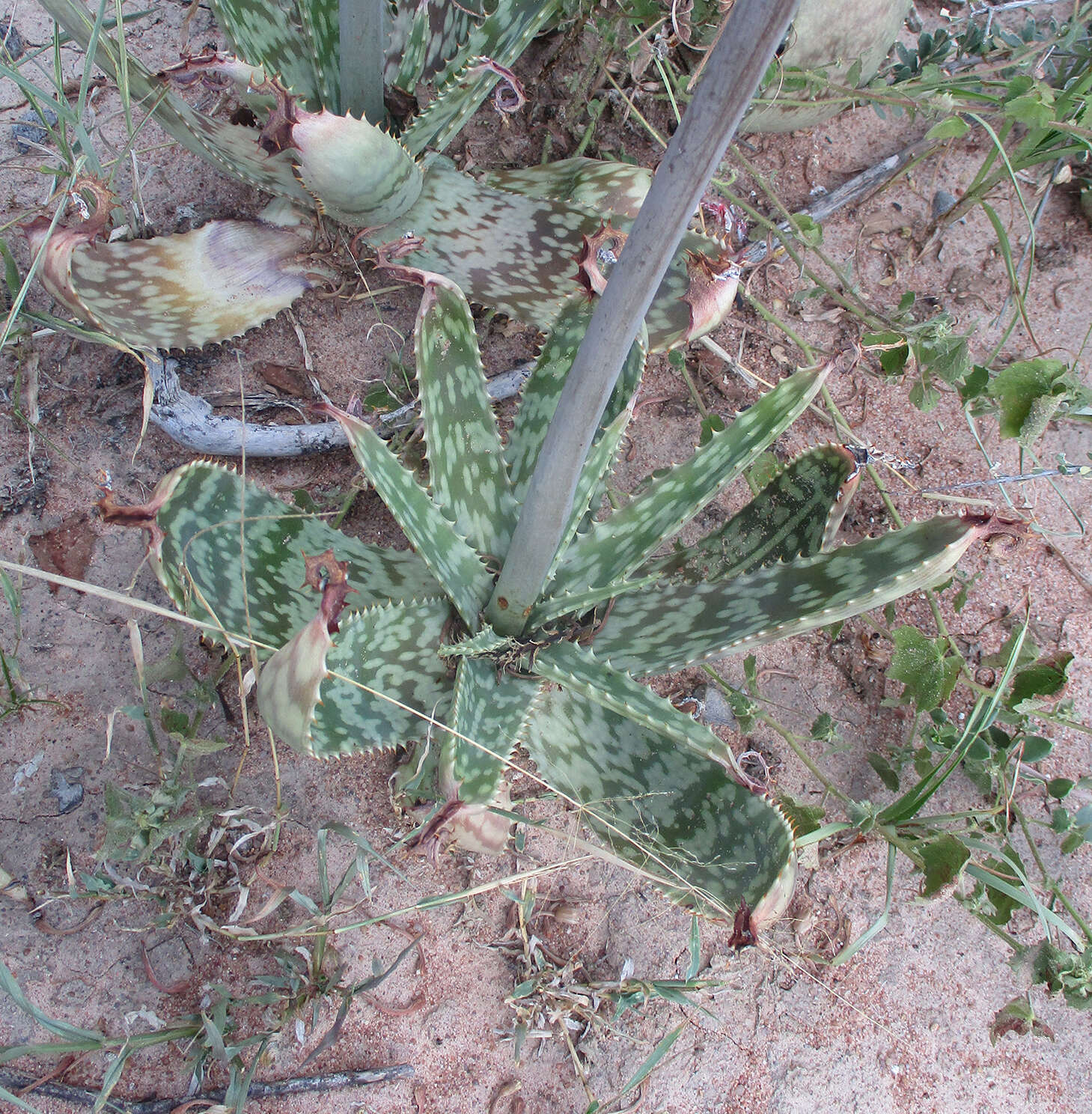 Aloe zebrina Baker resmi