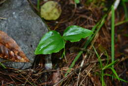 Image of Cypripedium debile Rchb. fil.