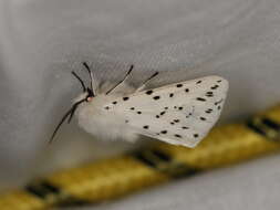 Image of white ermine