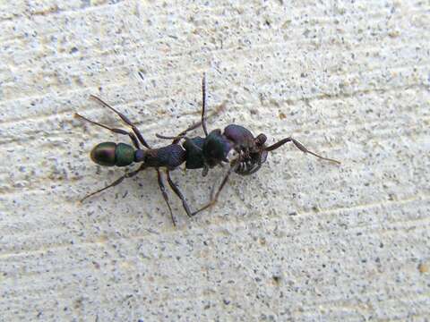 Image of green ant