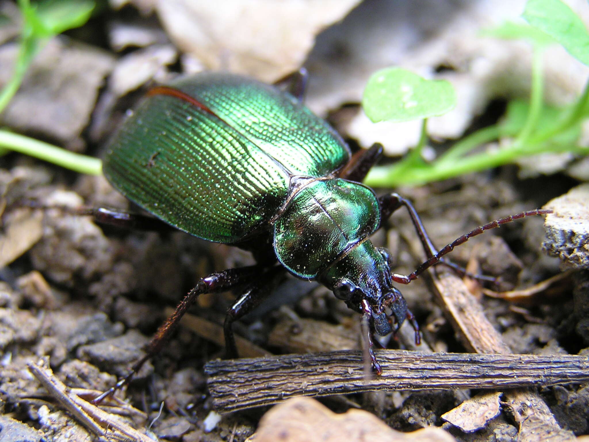 Imagem de Calosoma (Calosoma) schayeri Erichson 1842