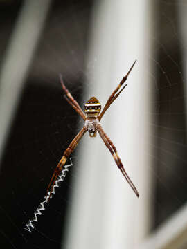 Image of St Andrews cross spider