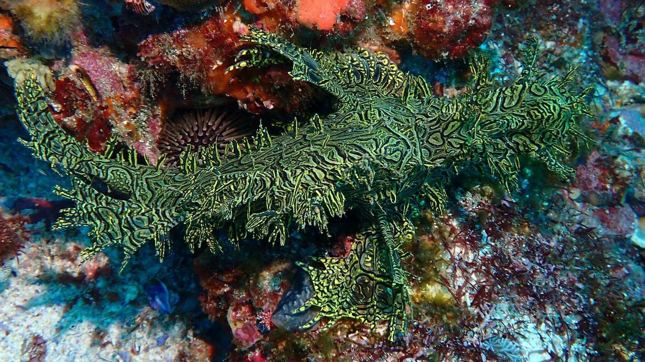 Image of Lacy scorpionfish