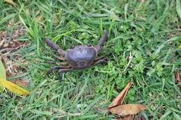 Image of Cape River Crab