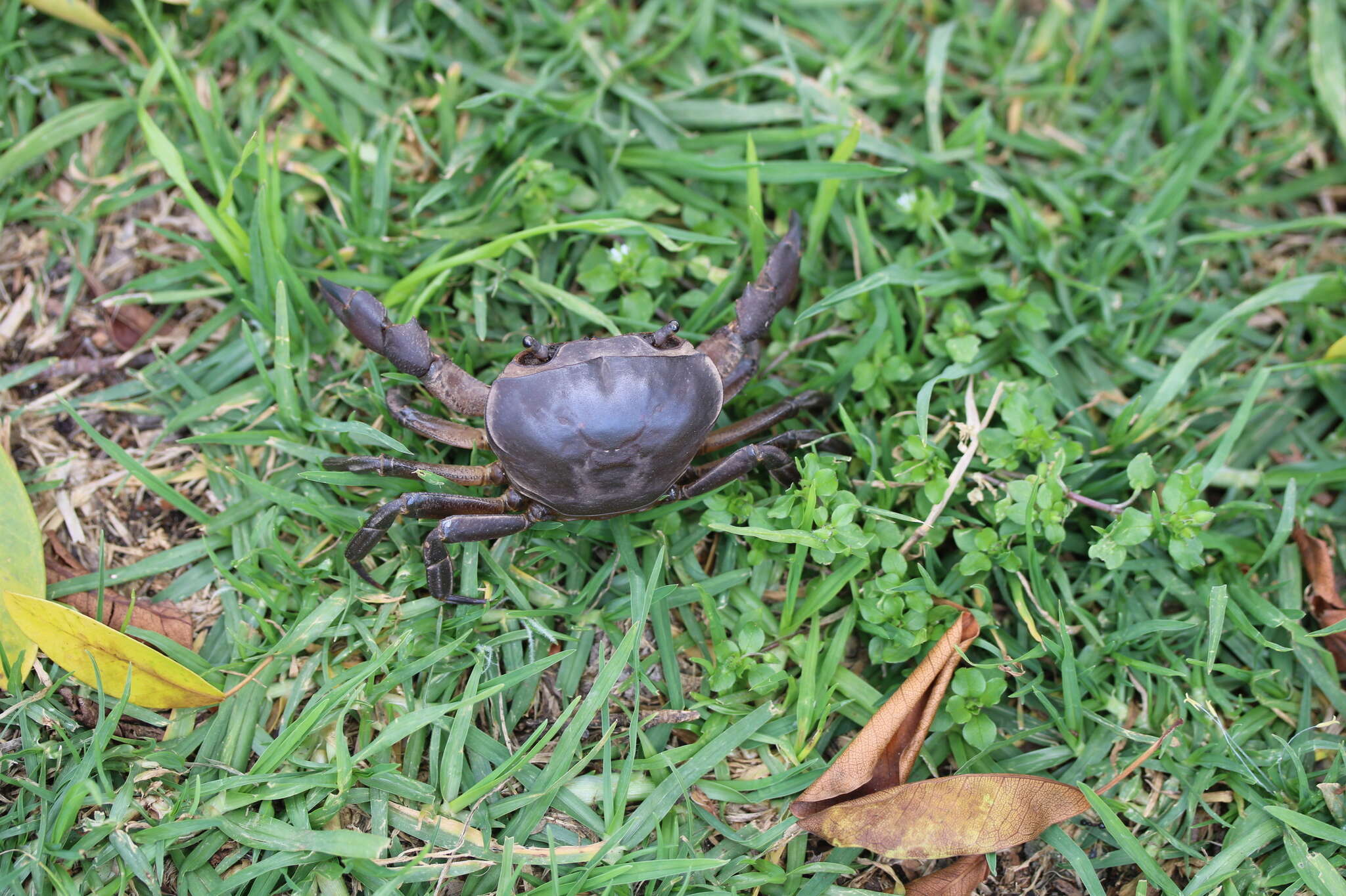 Image of Cape River Crab