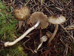 Image of Inocybe fuscodisca (Peck) Massee 1904