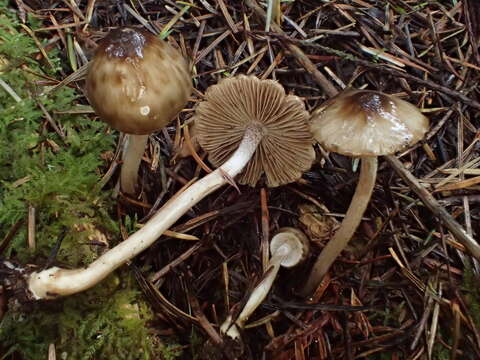 Image of Inocybe fuscodisca (Peck) Massee 1904