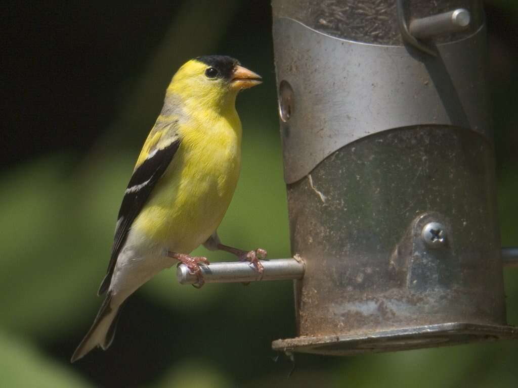 Image of American Goldfinch