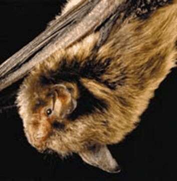 Image of Indiana Bat