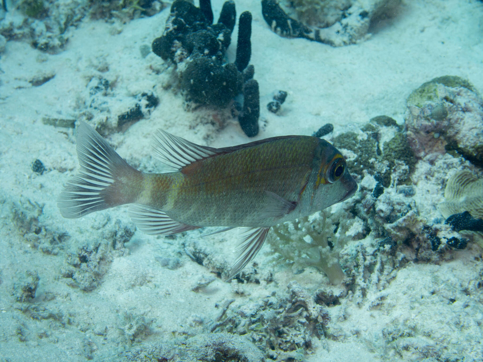 صورة Lethrinus erythropterus Valenciennes 1830