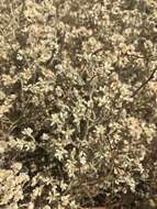 Image of Wright's cudweed