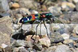 Image of tigerbeetle