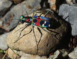 Image of tigerbeetle