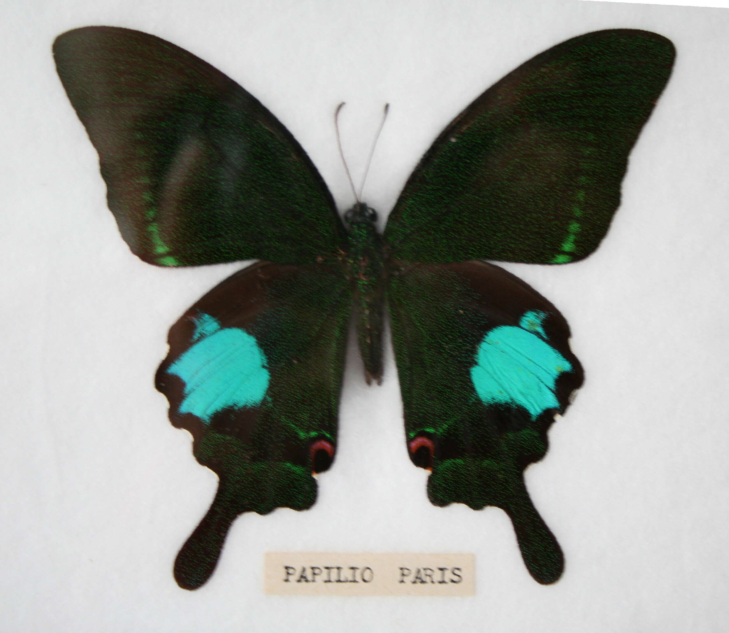 Image of Papilio paris Linnaeus 1758