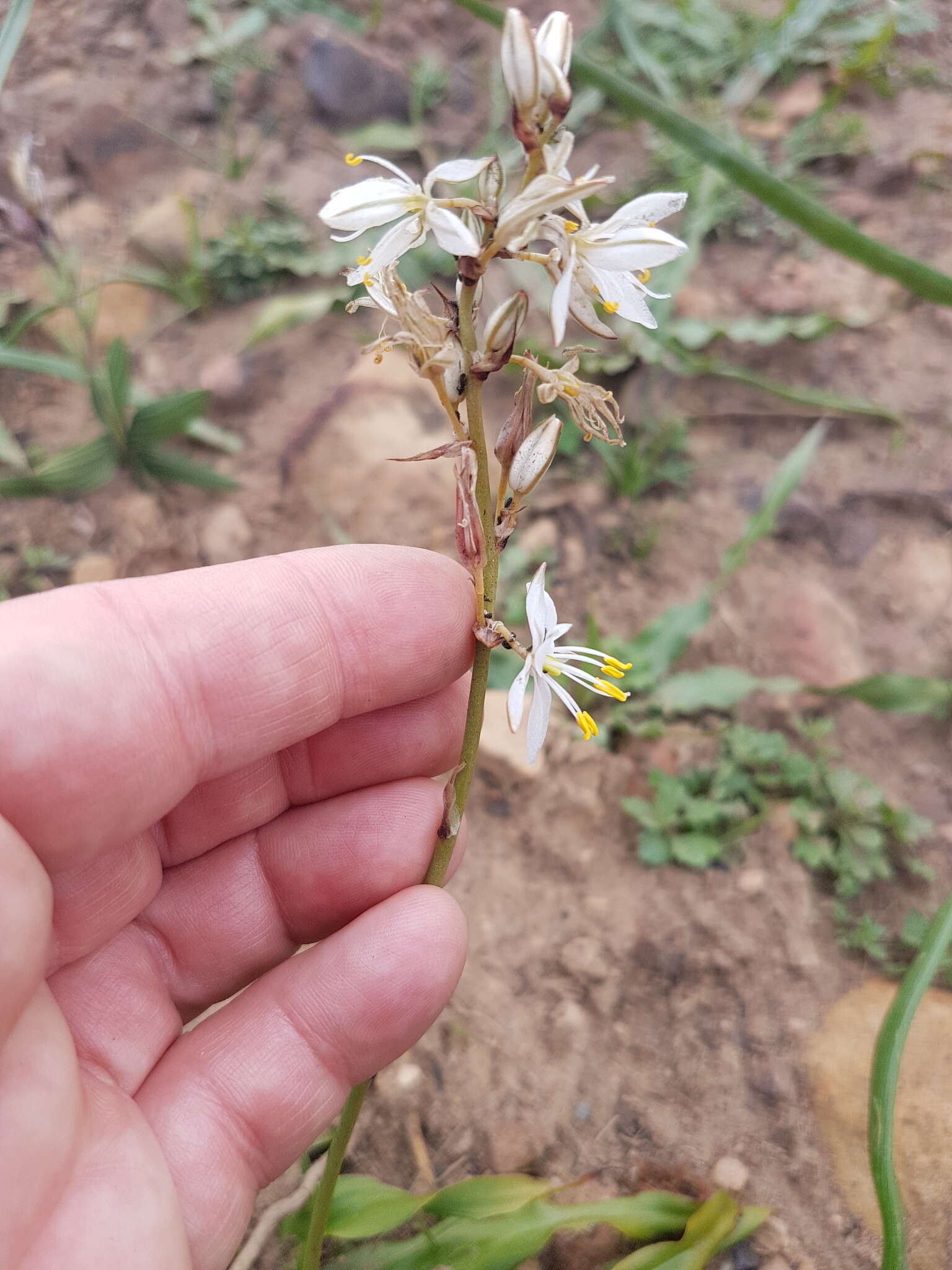 Imagem de Chlorophytum triflorum (Aiton) Kunth