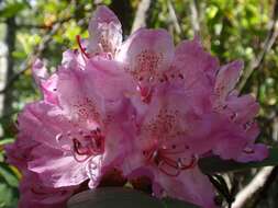 Image of Pacific rhododendron