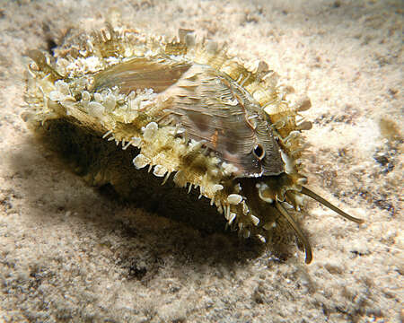 Image of Ass's ear abalone