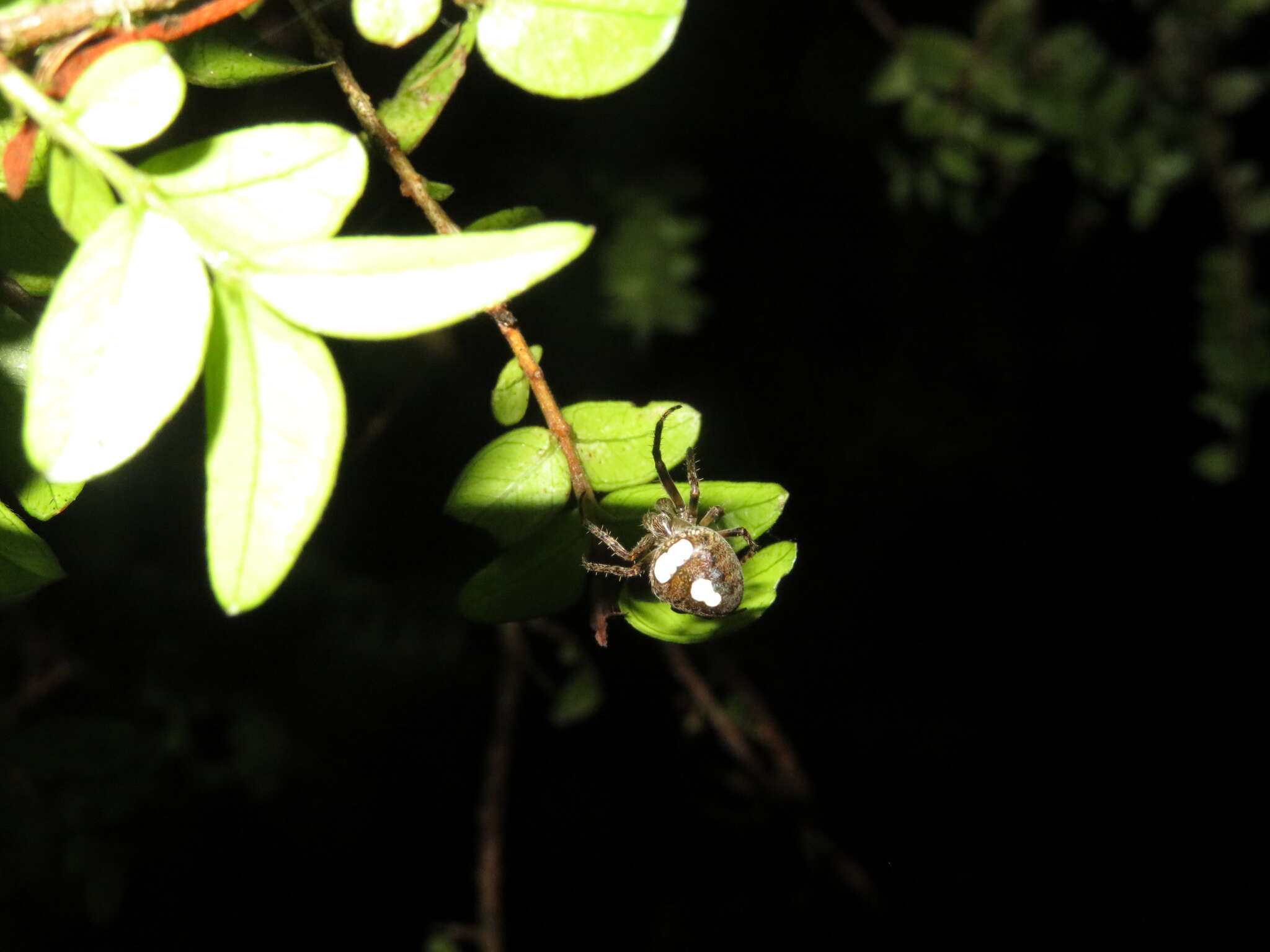 Image of Zealaranea trinotata (Urquhart 1890)