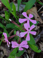 Image of sticky catchfly