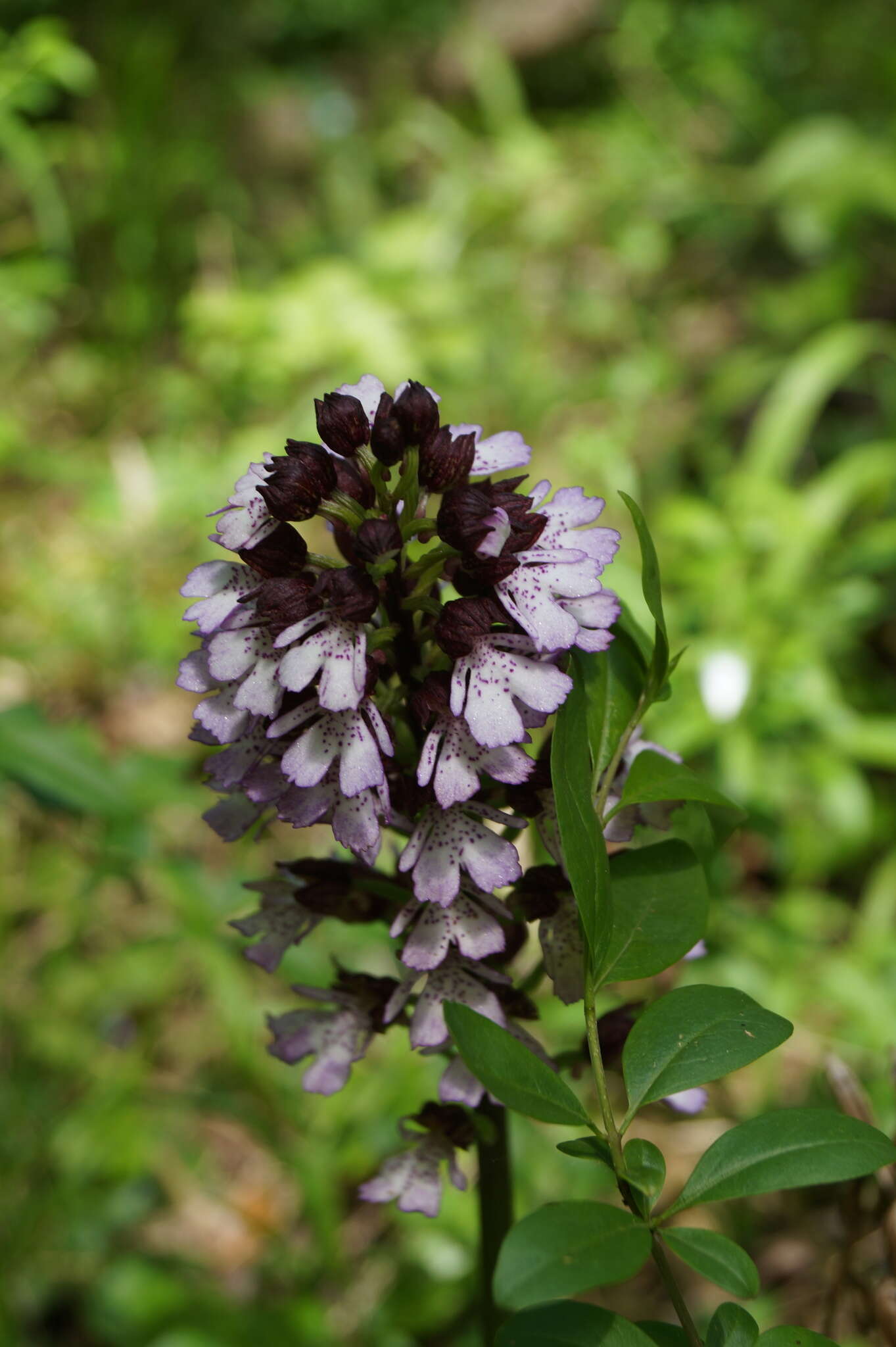 Image of Orchis purpurea subsp. purpurea
