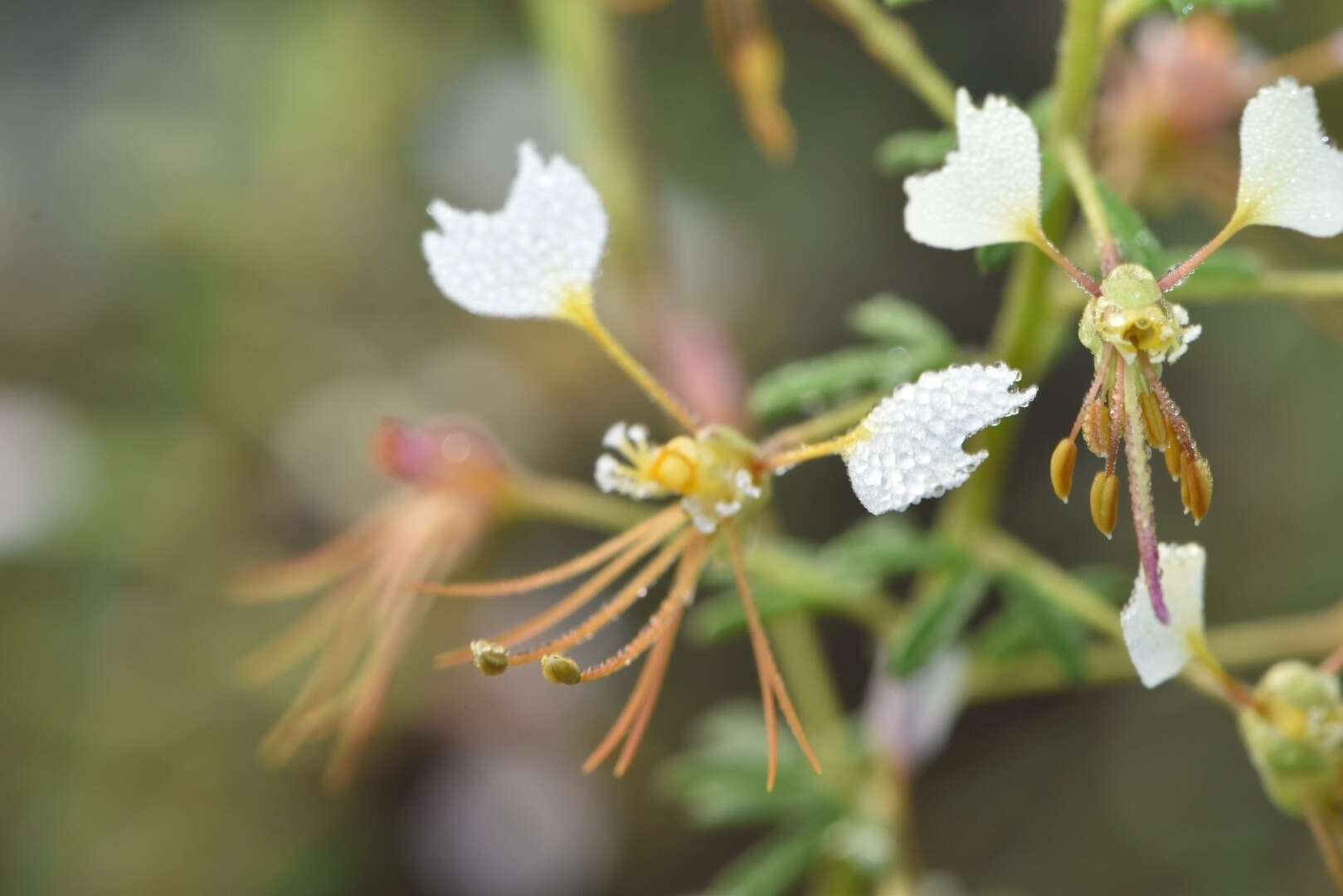 Image of large clammyweed