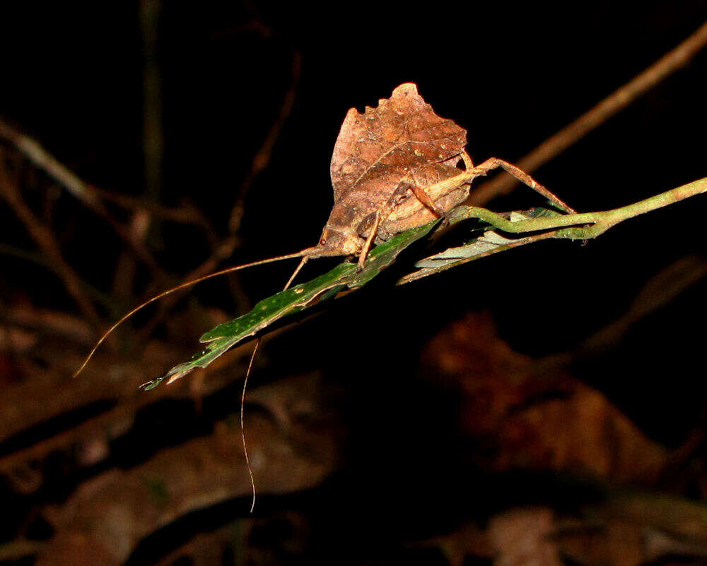 Image of Typophyllum