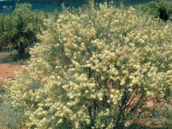 Image of Hakea leucoptera R. Br.