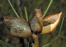 Image of Hakea leucoptera R. Br.