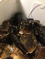 Image of Common lobster