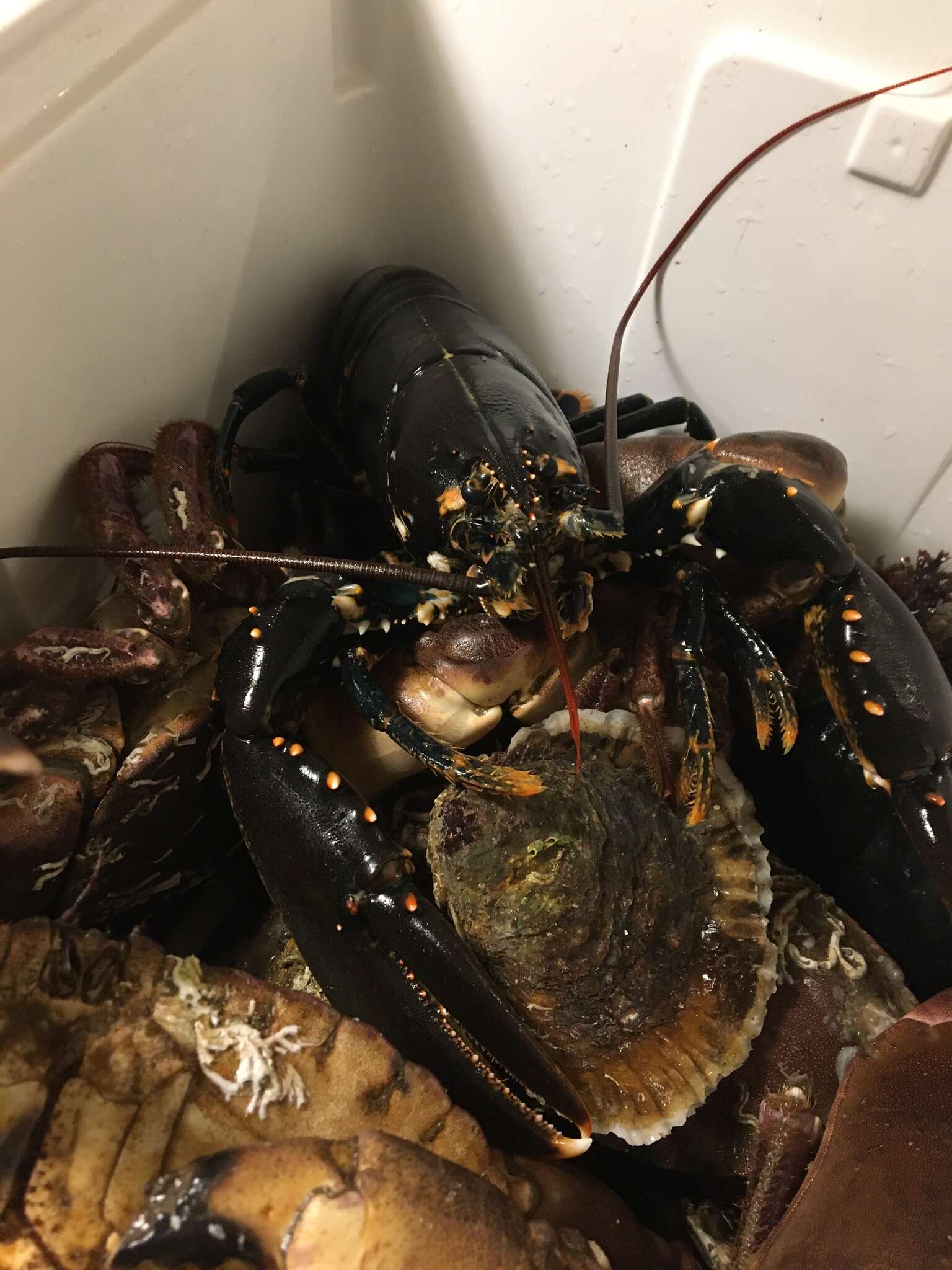 Image of Common lobster