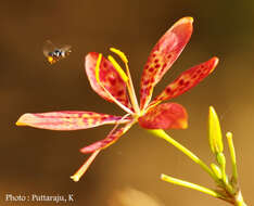 Image of Leopard flower