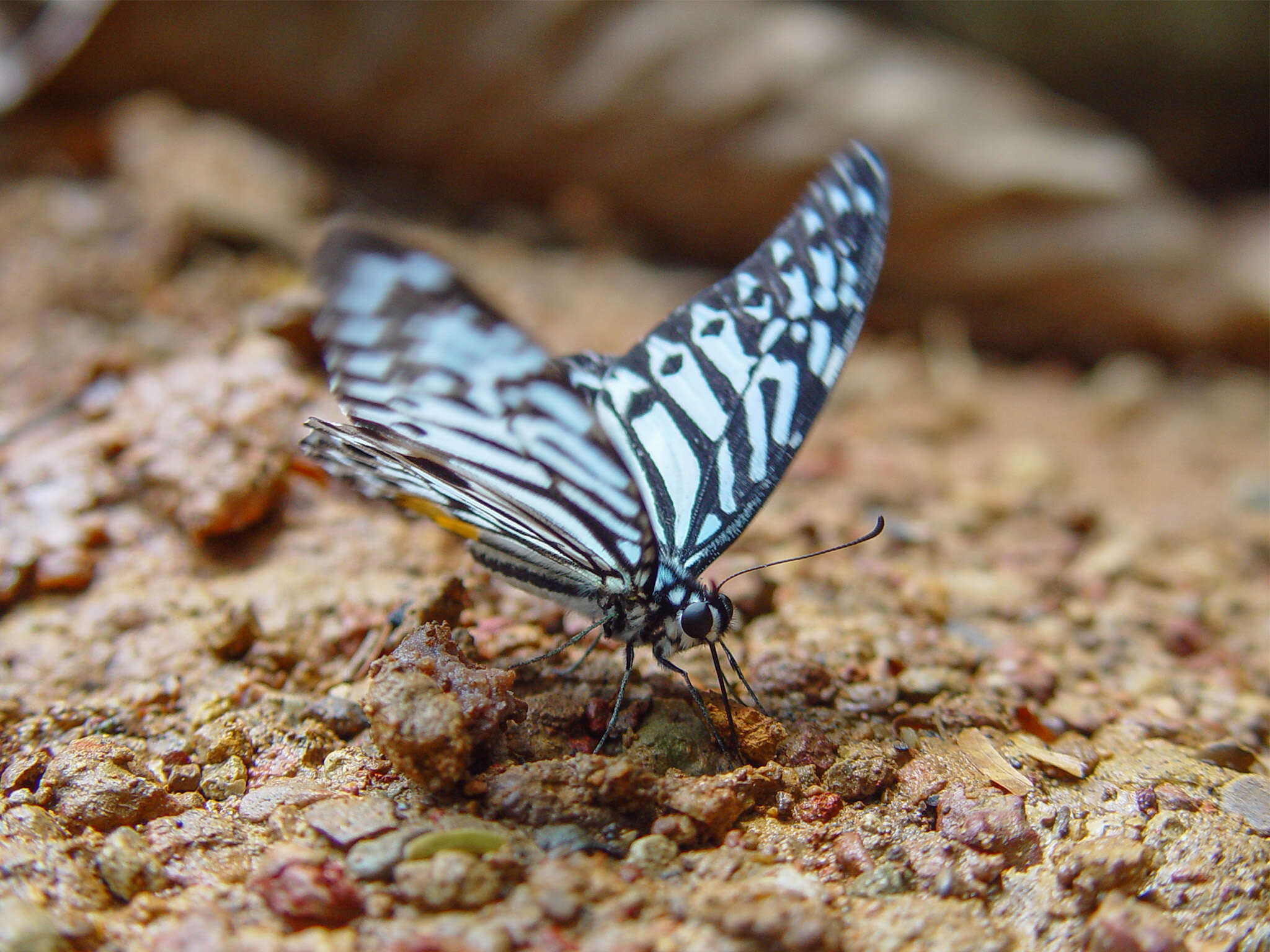 Image of Graphium delesserti (Guérin-Méneville 1839)