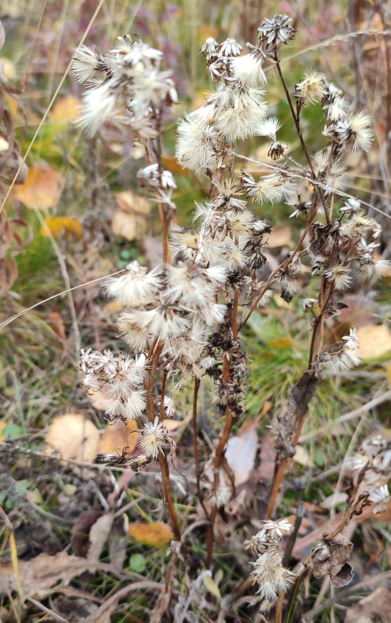 Image de Solidago virgaurea subsp. lapponica (With.) N. N. Tzvel.