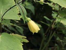 Image of Kirengeshoma palmata Yatabe