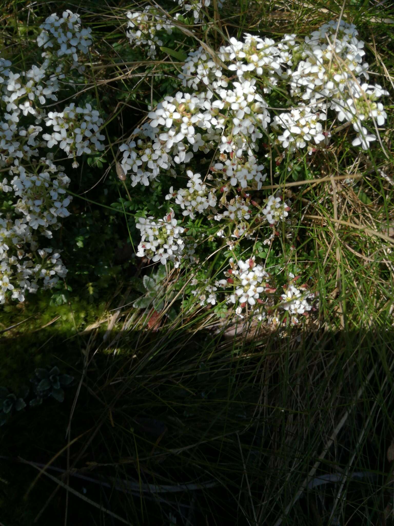 Image of alpine hutchinsia