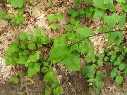 Image of Atlantic goldenrod