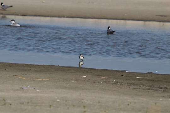 Image of Sterna hirundo hirundo Linnaeus 1758