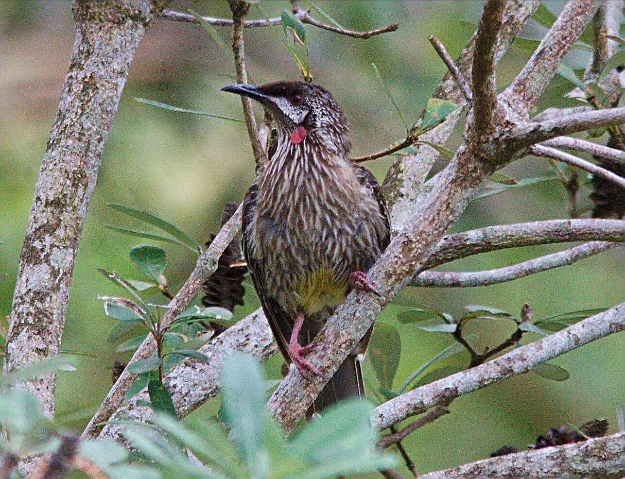 Image of Red Wattlebird