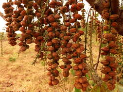 Слика од Alchornea cordifolia (Schumach. & Thonn.) Müll. Arg.