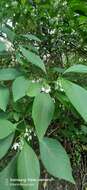 Plancia ëd Solanum corumbense S. L. Moore