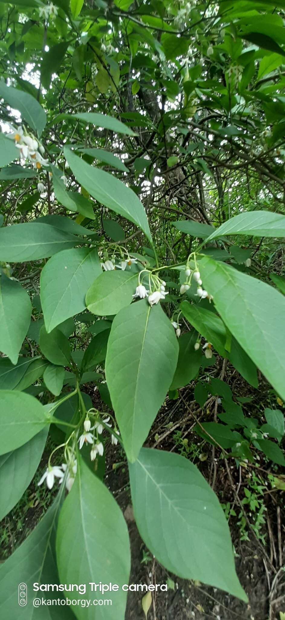 Image of Solanum corumbense S. L. Moore