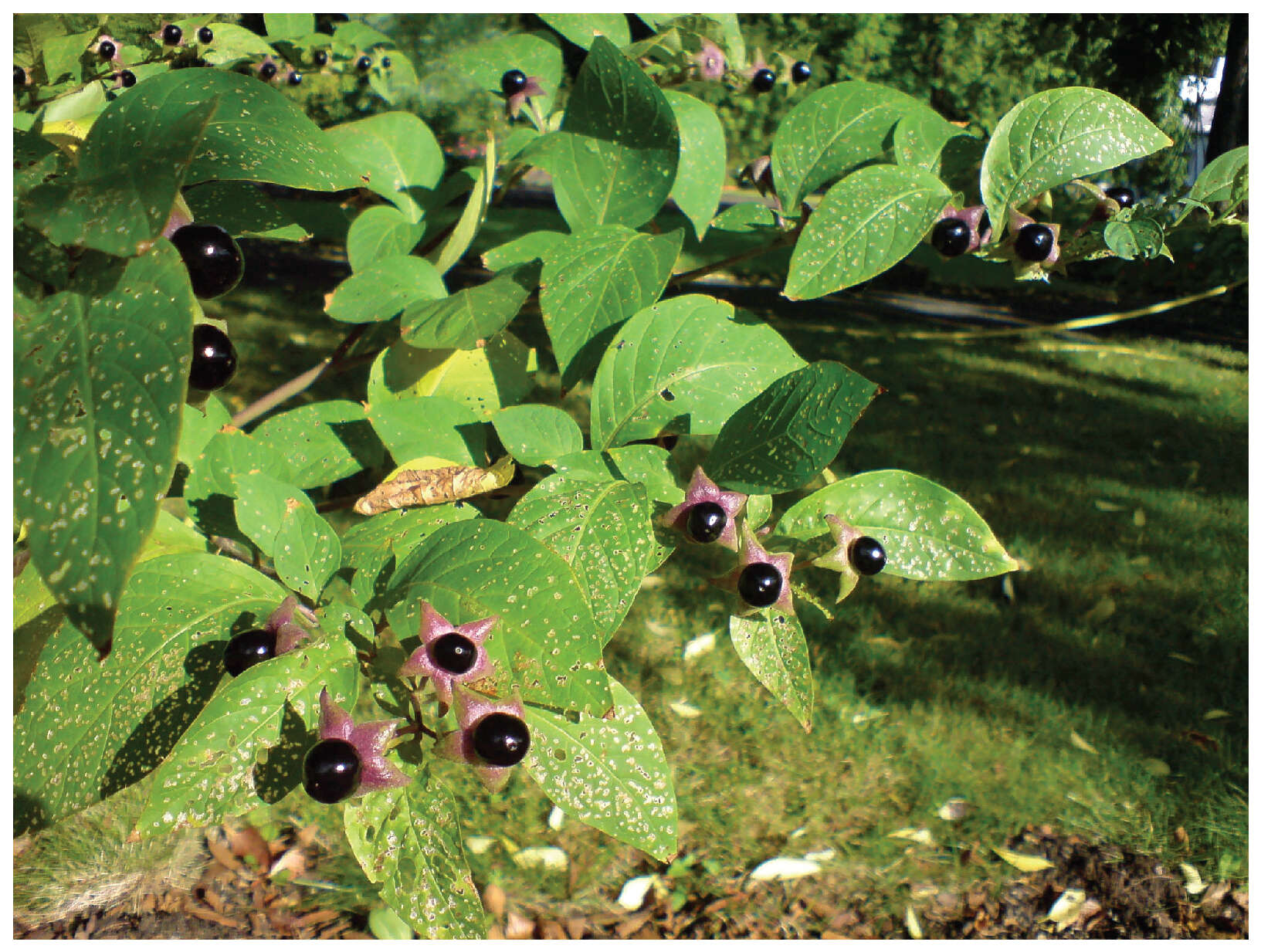 Image of Deadly Nightshade