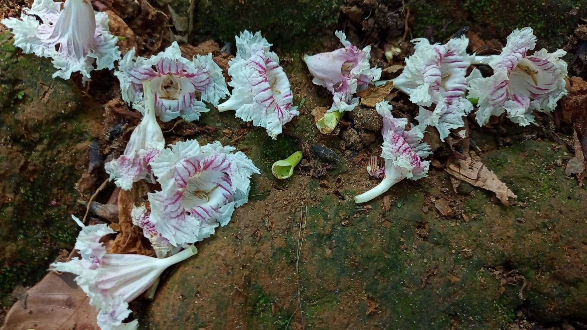 Слика од Sparattosperma