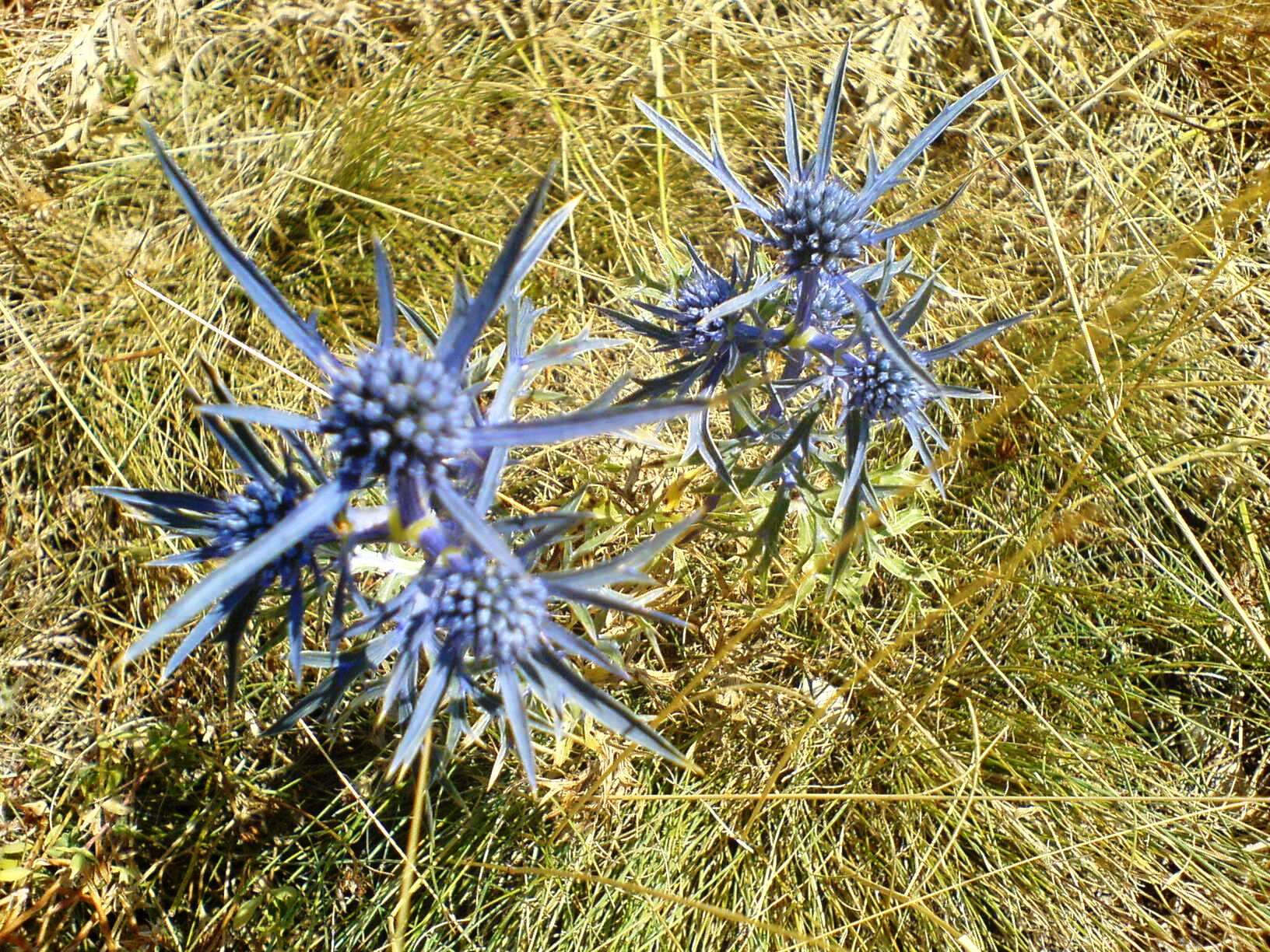 Image of amethyst eryngo