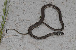 Image of Cape Sand Snake